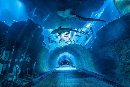 Dubai Aquarium and Underwater Zoo with Penguin Cove Tickets.