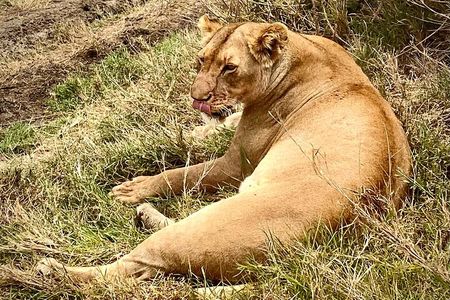 5-Day Private Safari in The Serengeti with Accommodation