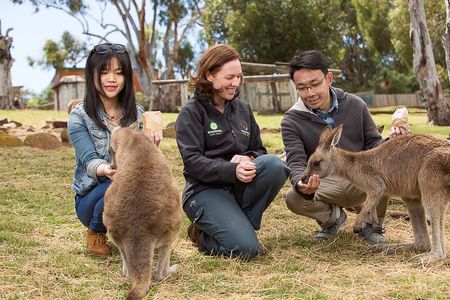 Bonorong Wildlife Park and Richmond Afternoon Tour from Hobart