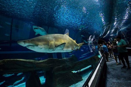 Museum of Tomorrow, AquaRio & Olympic Boulevard in Rio de Janeiro