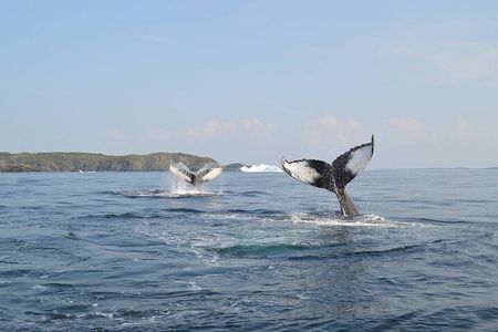2 Hour Boat Tour in Twillingate