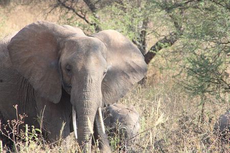 Full-Day Ngorongoro Crater private tour