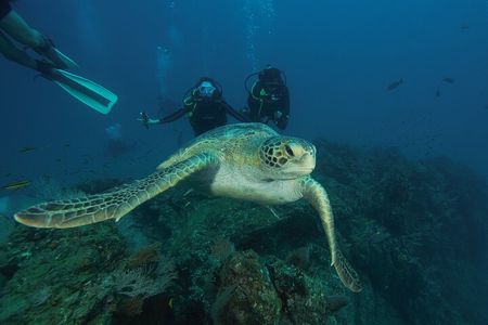 Diving tour in Isla del Caño for certified divers
