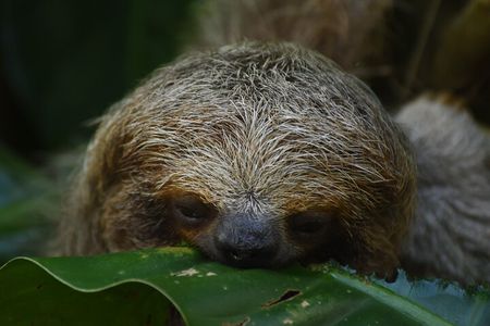 Ecocentro Danaus Nature walk and search for sloths 