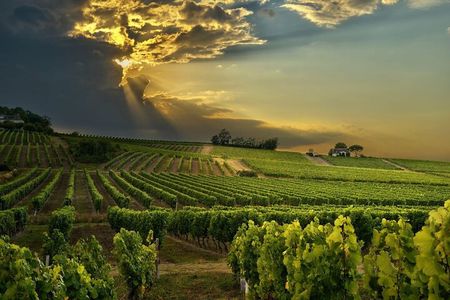 Best Cape Winelands Day Tour from Cape Town Hotels