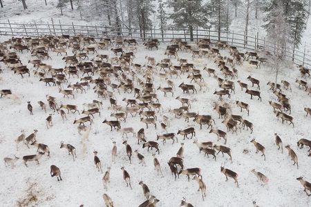 Authentic Reindeer experience in the wilderness in Levi