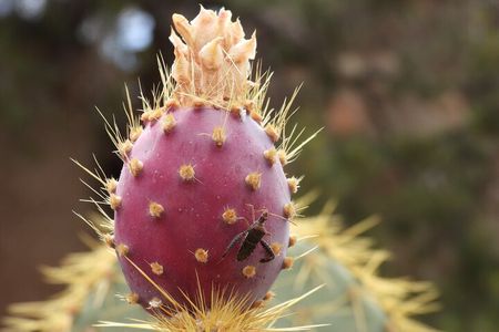 Half-Day Guided Hike in Joshua Tree National Park