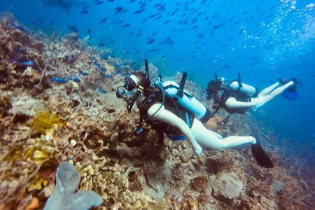Full Day Scuba Diving in Rosario Islands