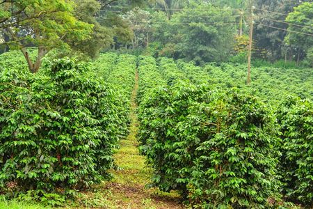 Half Day Private Fairview Estate Coffee Farm Tour with Pick Up