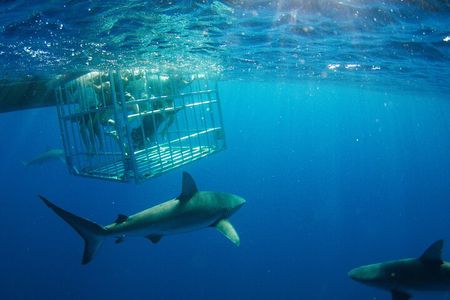 Shark Cage Diving