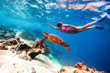 Cook Islands Semi-Private TURTLE tour 
