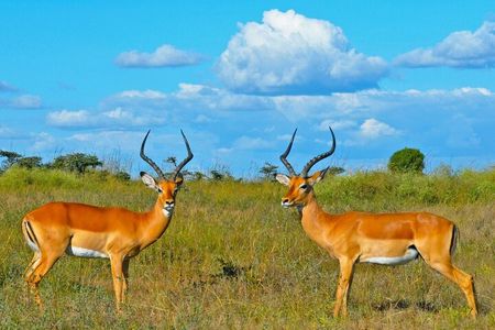 3 Day Samburu Safari