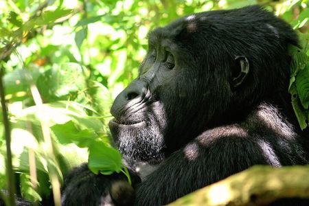 Bwindi Gorilla Safari - 3 Days