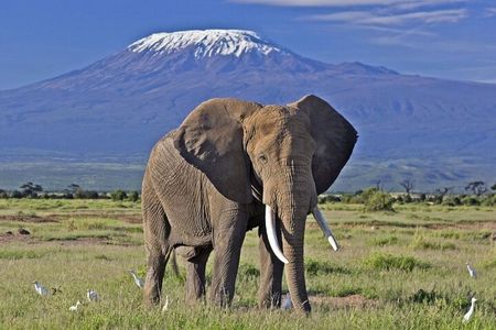 5 Day Amboseli & Tsavo West Safari