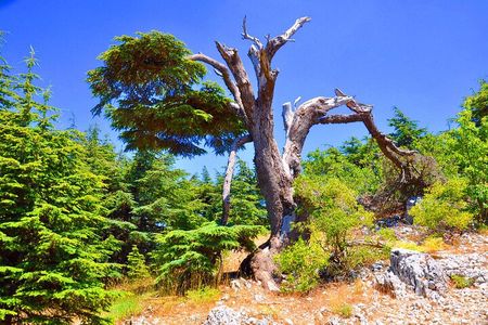 4 Nights Lebanon Holiday Package
