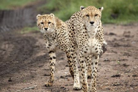  5 Day Safari in Tarangire, Serengeti and Ngorongoro Wonders