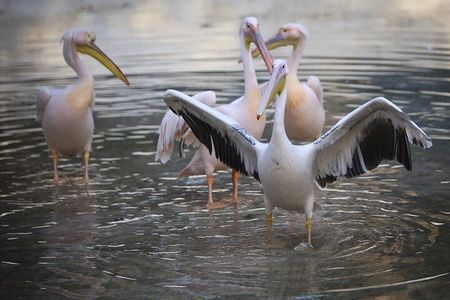 Private Half Day Tour To The Zoo In Giza