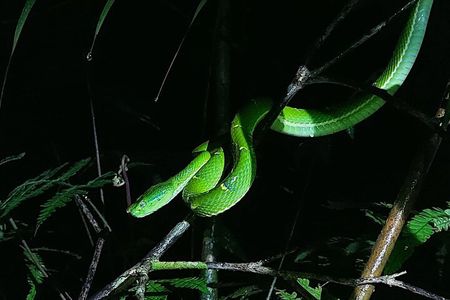 Nightwalk Monteverde by Pablos natural tour