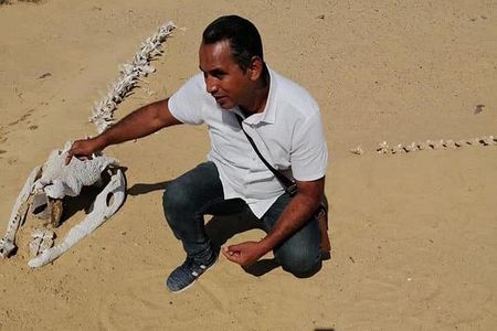 Valley of Whales and Wadi El Rayan Water Falls Private Tour
