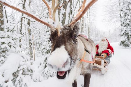 Santa's Village: Reindeer, Husky, Buffet, Photo, Hotel Transfer