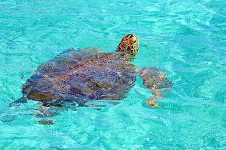 Rose Island Half-Day Snorkeling Cruise