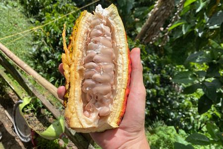 Chocolate tour near Medellin 