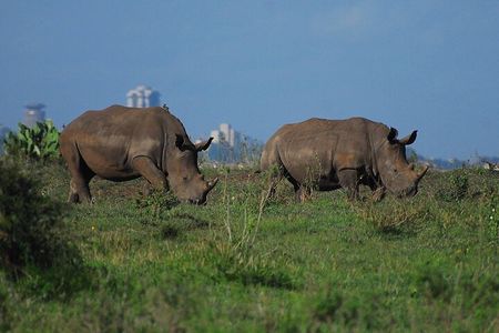 Private Mini Safari Tour in Nairobi