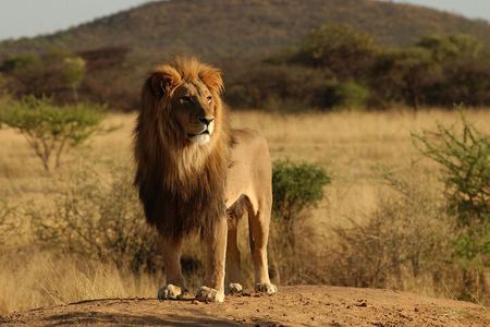 7 Day Grand Tanzania Safari