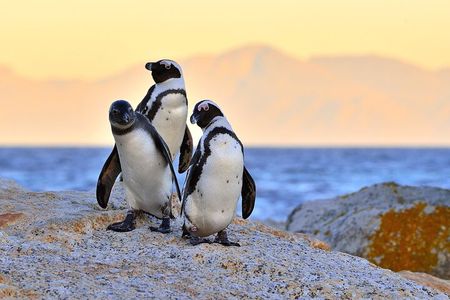 Best of Cape Town Full-Day Private Tour with Table Mountain