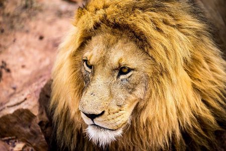 Aquila Safari Game Drive, Lunch & Shared Transfers from Cape Town