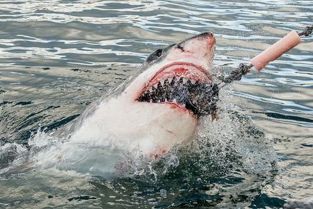 Cape Town: Shark Cage Diving & Penguins Tour to Gansbaai with private transfers