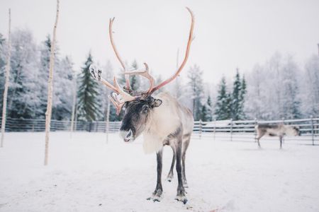 Santa Claus Village: Husky and Reindeer Combo with Hotel Transfer