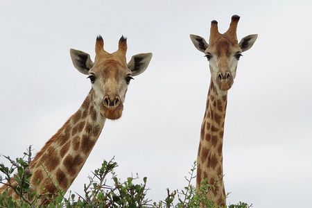 Wildlife Safari, Olive, Beer/Wine Tasting Day Tour from Cape Town