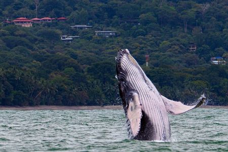 Combo Tour Marino Ballena National Park