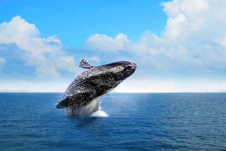 Private Full-Day Samaná Whale Watching Tour from Punta Cana