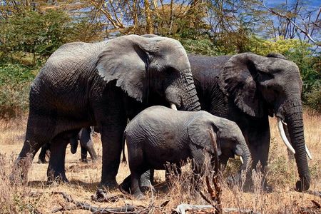 Full Day Private Safari - Tarangire National Park