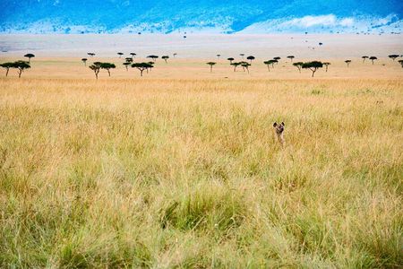 6 days the best of Tanzania private safari