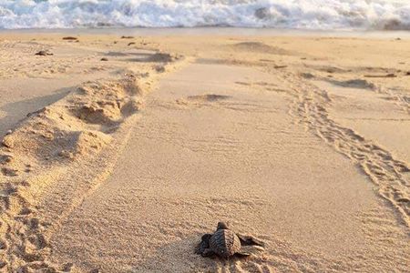 Private tour to release turtles with tickets included