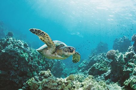 Turtle Canyon Snorkel Adventure in Waikiki, Oahu