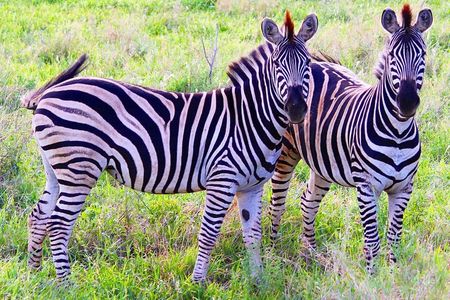 Pilanesberg Full Day Safari Experience