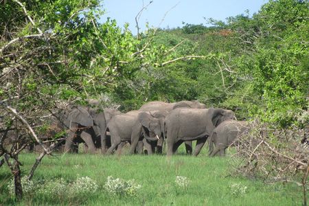 Economic 1Day Maputo Special Reserve Safari(Maputo National Park)