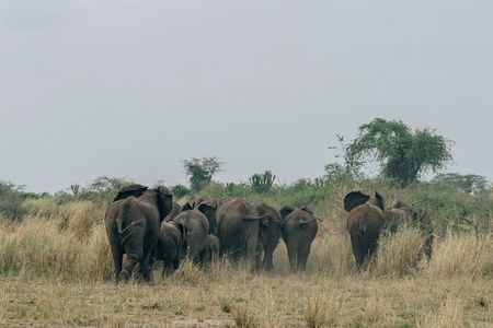 3 days Murchison falls safari