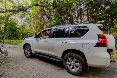Half-Day Daintree Rainforest Tour 