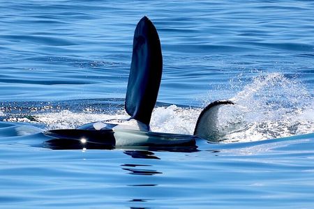Victoria Ultimate Marine Whale & Wildlife Tour