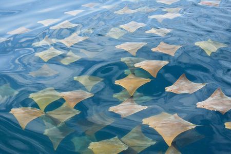 Snorkeling in Cabo Rosa Tunnels Isabela Island