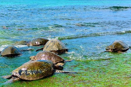Oahu Guided Circle Island Tour, Swim w/ Turtles, Dole, Blowhole
