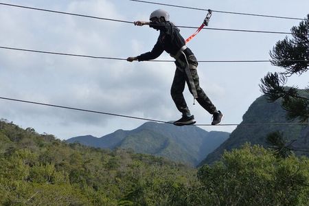 Tree climbing among the araucarias