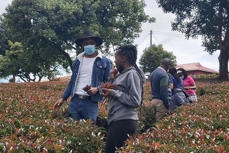 Purple Tea Farm Tour from Nairobi City - Specialty Tea Tasting