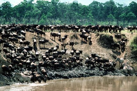 8 Days / 7 Nights 2021 / 2022 Wildebeest Migration Safari - Maasai Mara Reserve