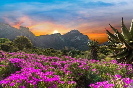 Kirstenbosch Botanical Gardens and Constantia Wine Tasting Tour.